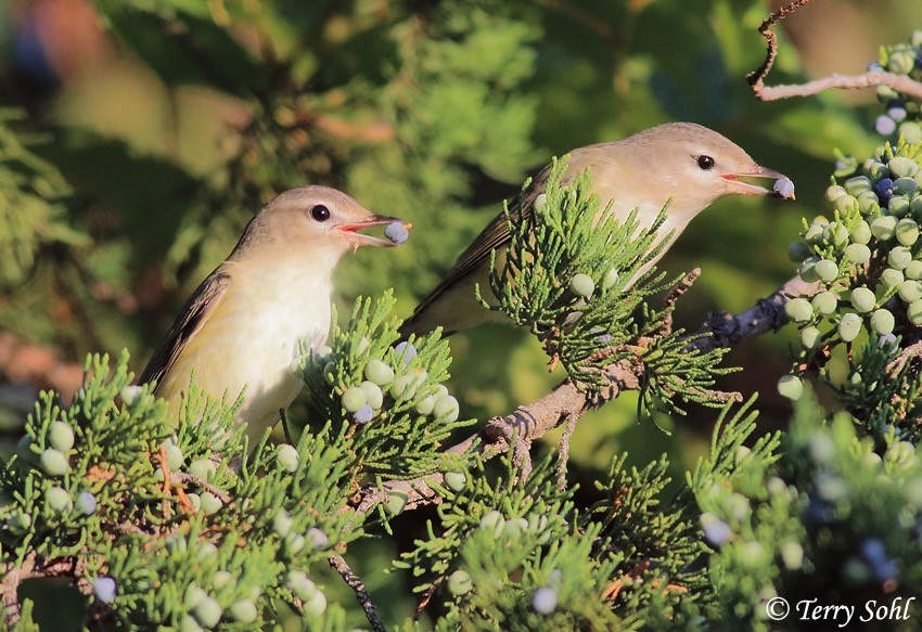 Warbling Vireos feeding on Eastern Red Cedar by Terry Sohl, sdakotabirds.com; permission required for use.